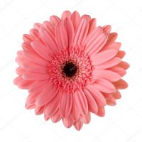 depositphotos_11740459 stock photo pink daisy flower isolated on