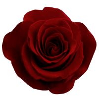 rose_PNG638